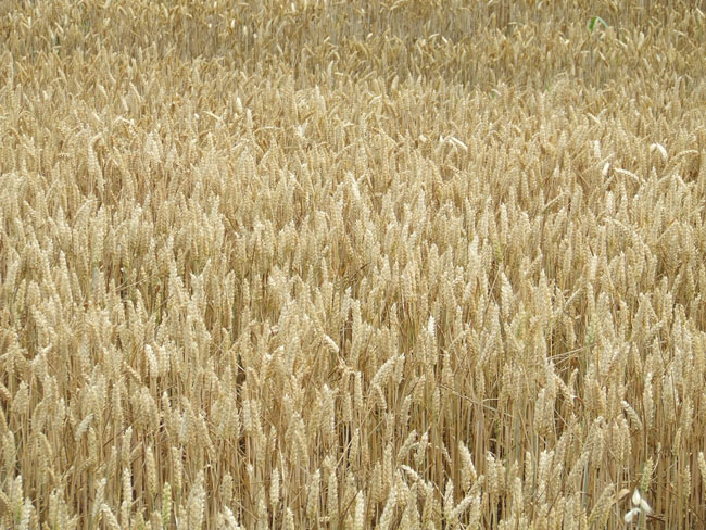 La parabola del chicco di frumento è spesso letta in occasione delle esequie